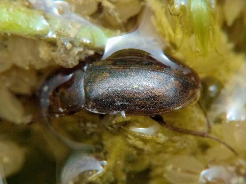 Helochares obscurus (O. F. Müller, 1776)